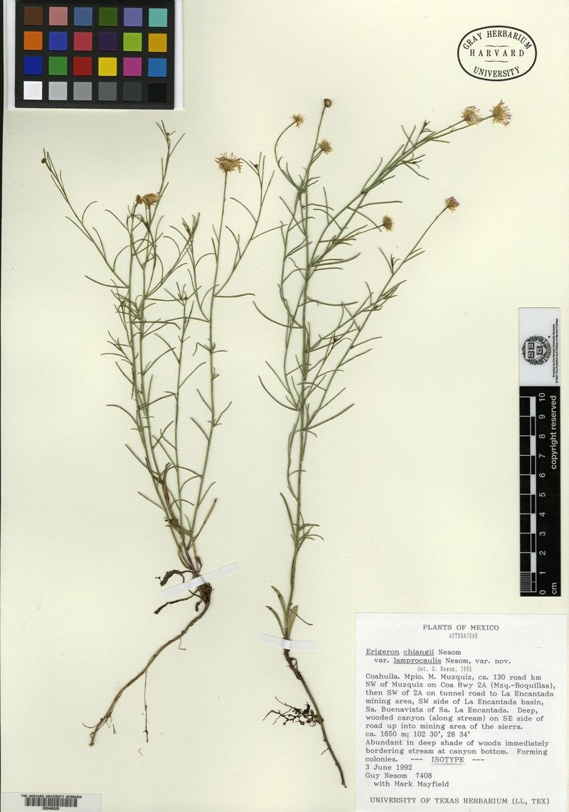 Erigeron chiangii