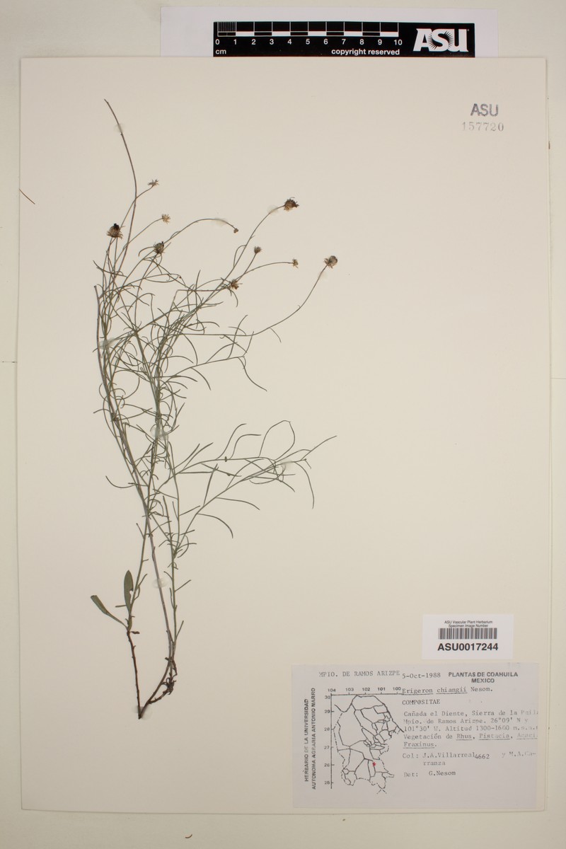 Erigeron chiangii photo 4