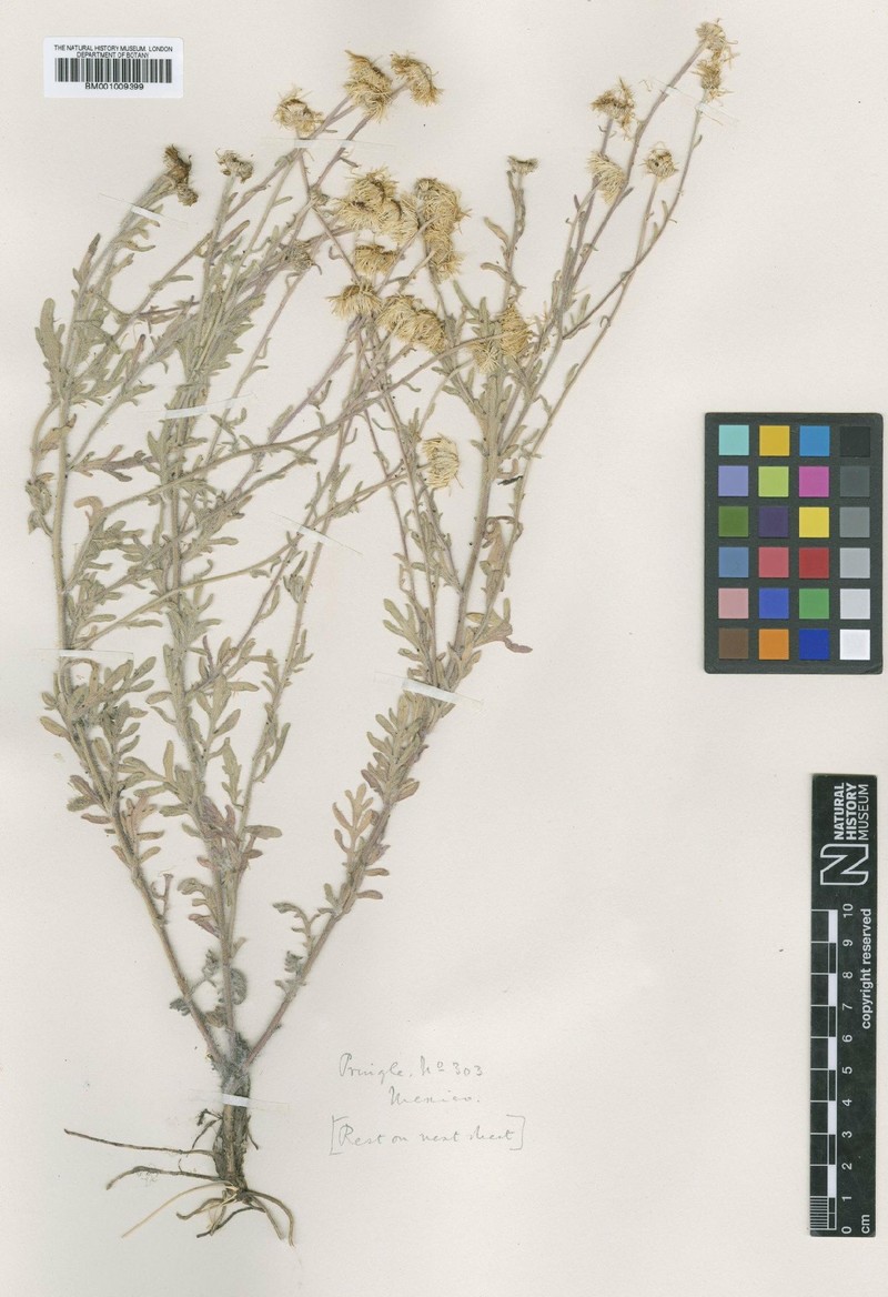 Erigeron chihuahuanus