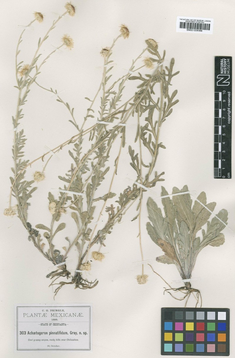 Erigeron chihuahuanus photo 2