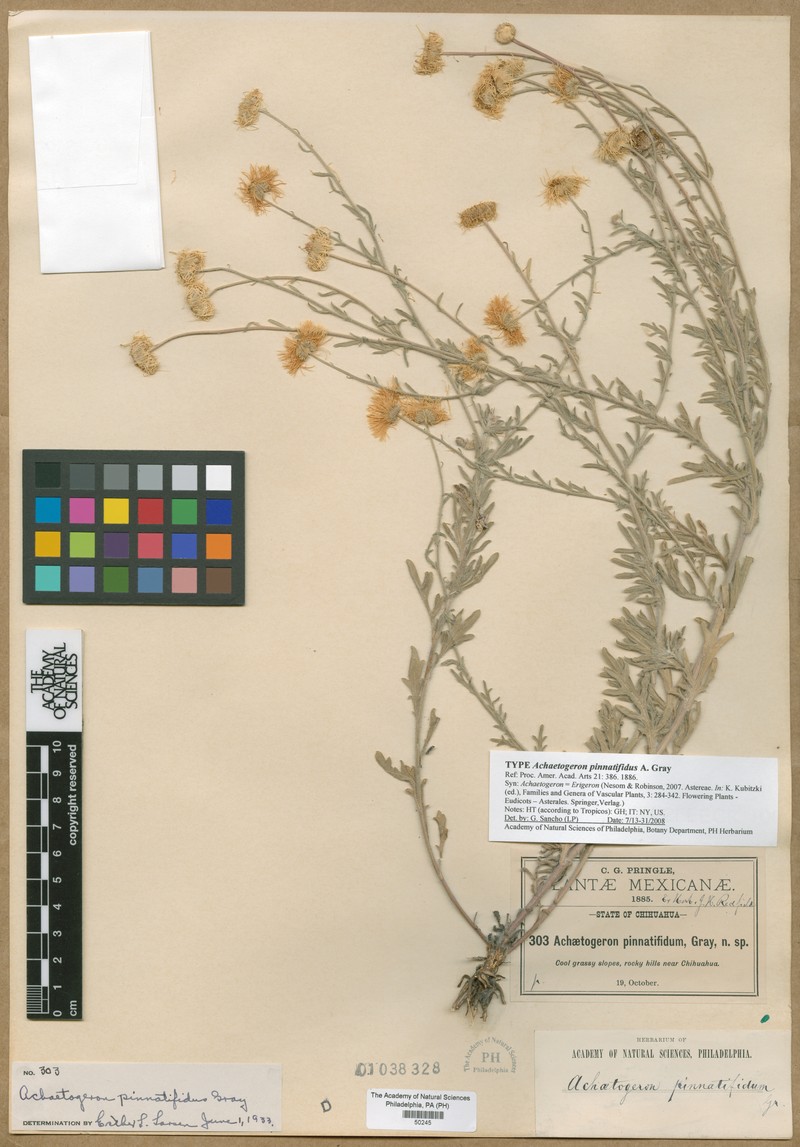 Erigeron chihuahuanus photo 3