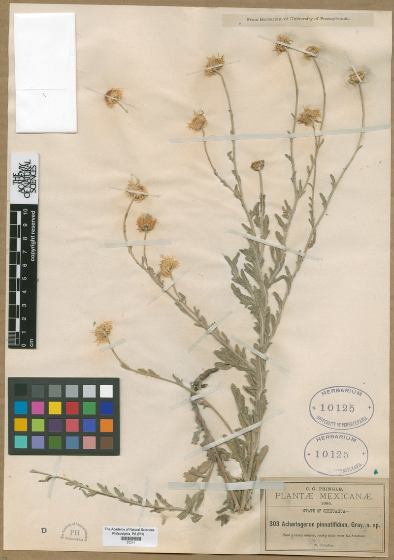 Erigeron chihuahuanus photo 4