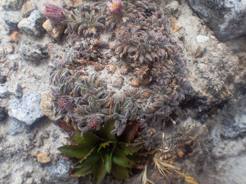 Erigeron chionophilus