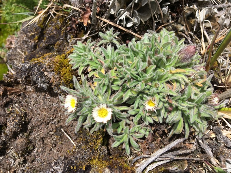 Erigeron chionophilus photo 2
