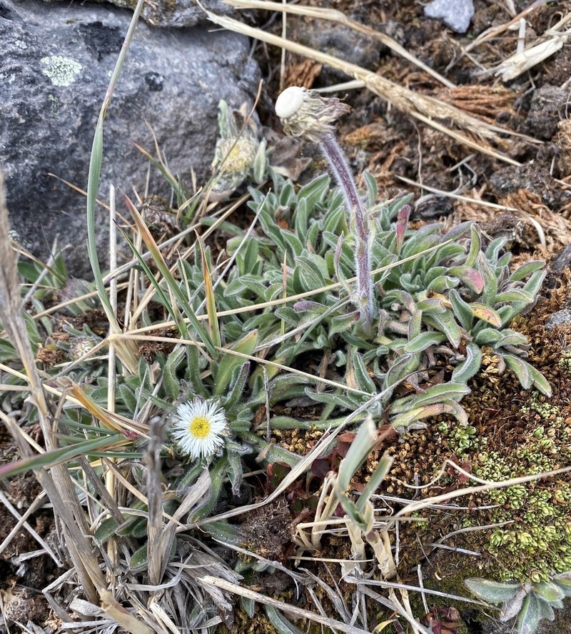 Erigeron chionophilus photo 3
