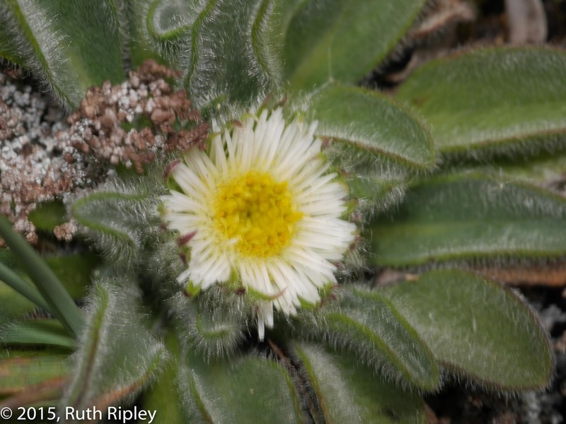 Erigeron chionophilus photo 4