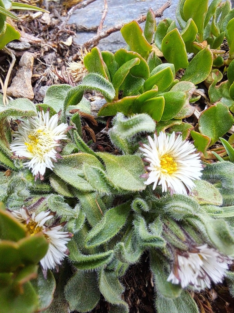Erigeron chionophilus photo 5