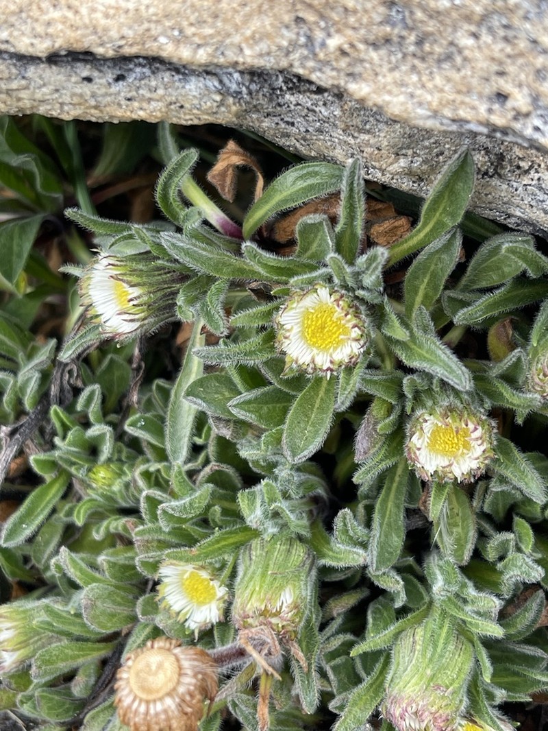 Erigeron chionophilus photo 6