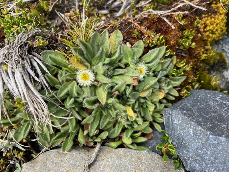 Erigeron chionophilus photo 8