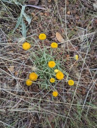 Dwarf Yellow Fleabane