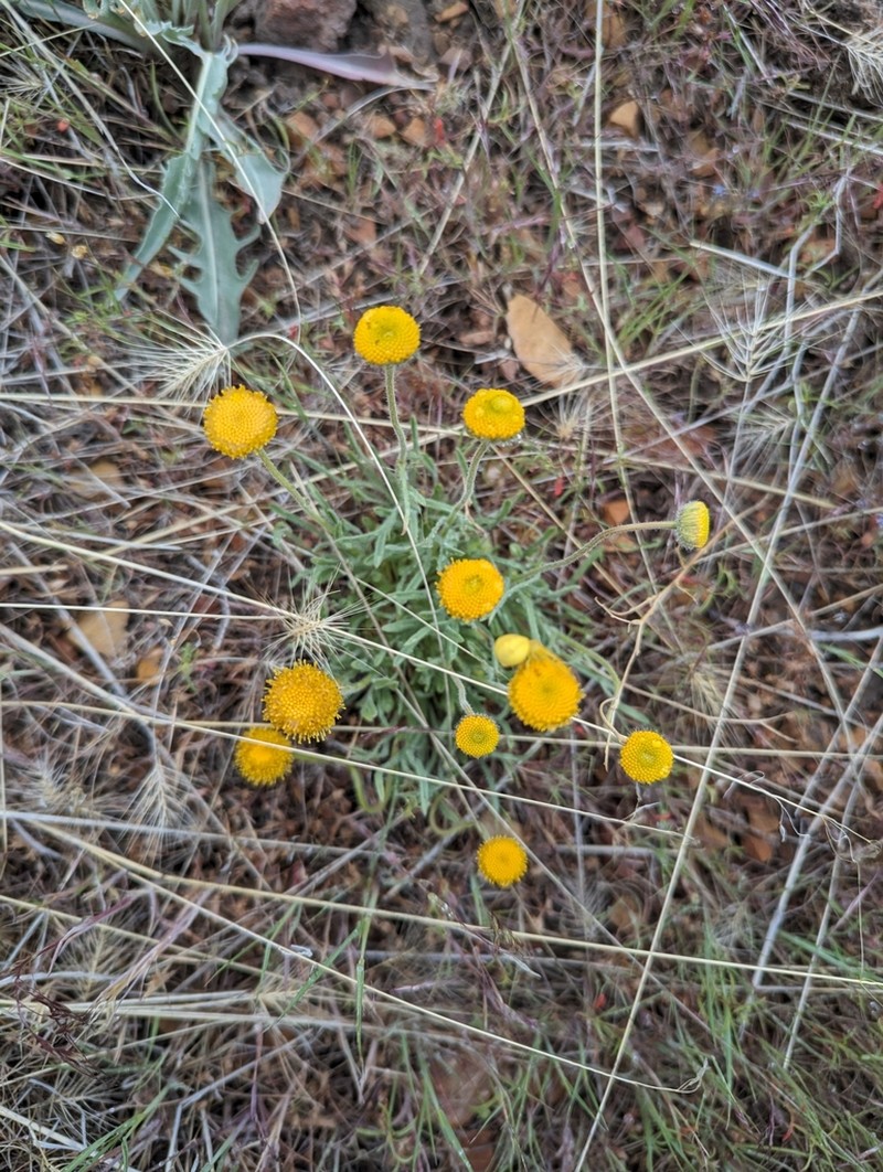 Dwarf Yellow Fleabane