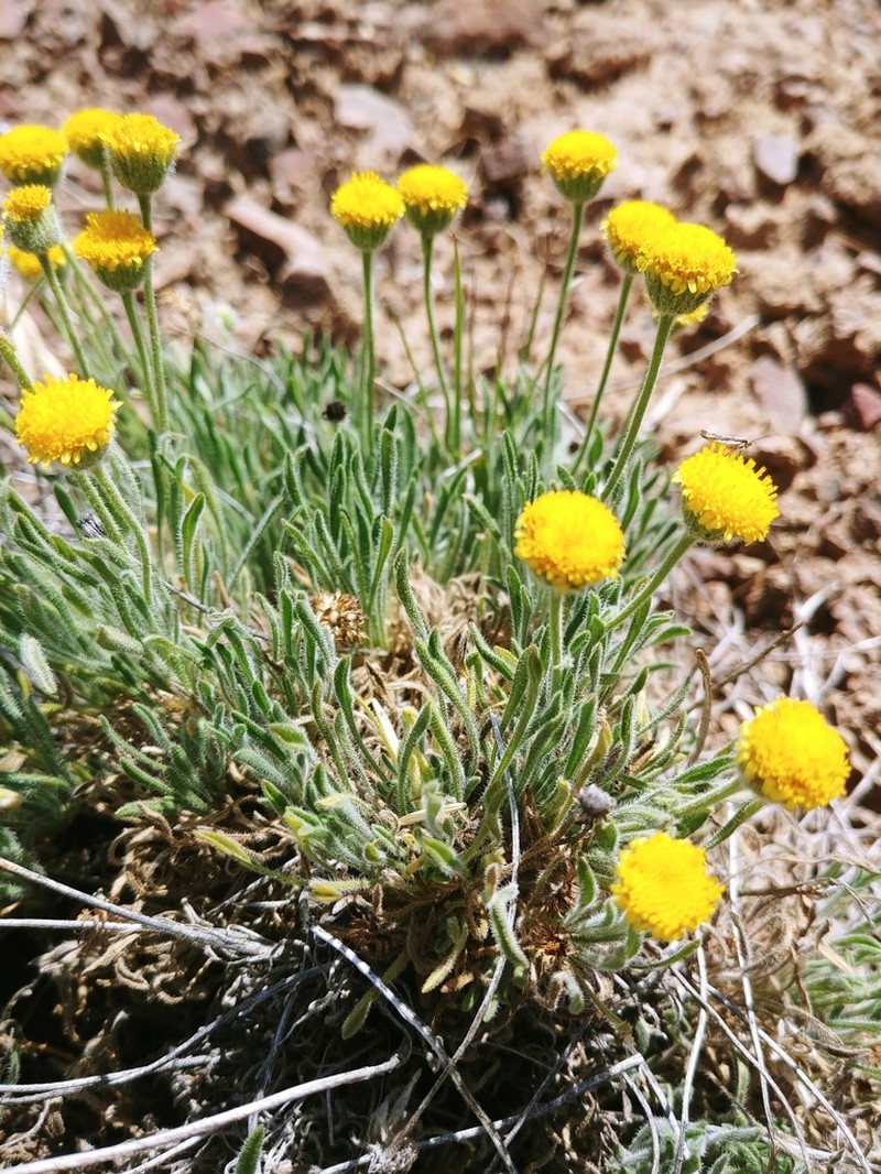 Dwarf Yellow Fleabane photo 2
