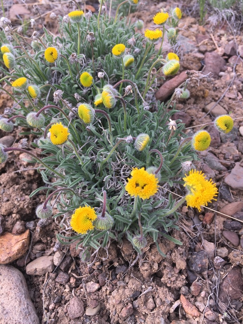 Dwarf Yellow Fleabane photo 3