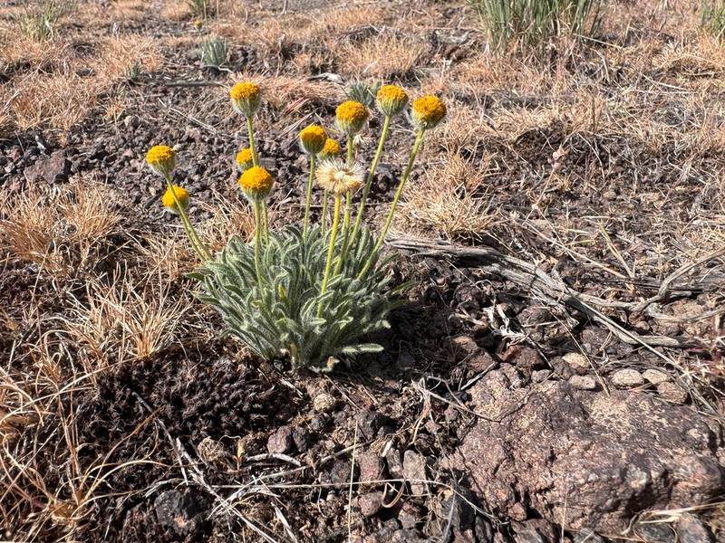 Dwarf Yellow Fleabane photo 4