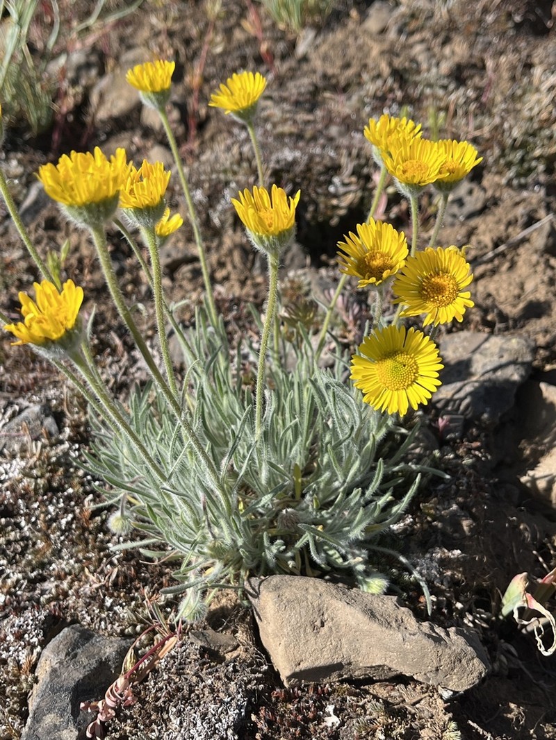 Dwarf Yellow Fleabane photo 5