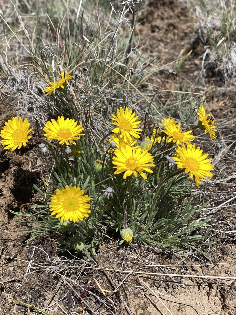 Dwarf Yellow Fleabane photo 6