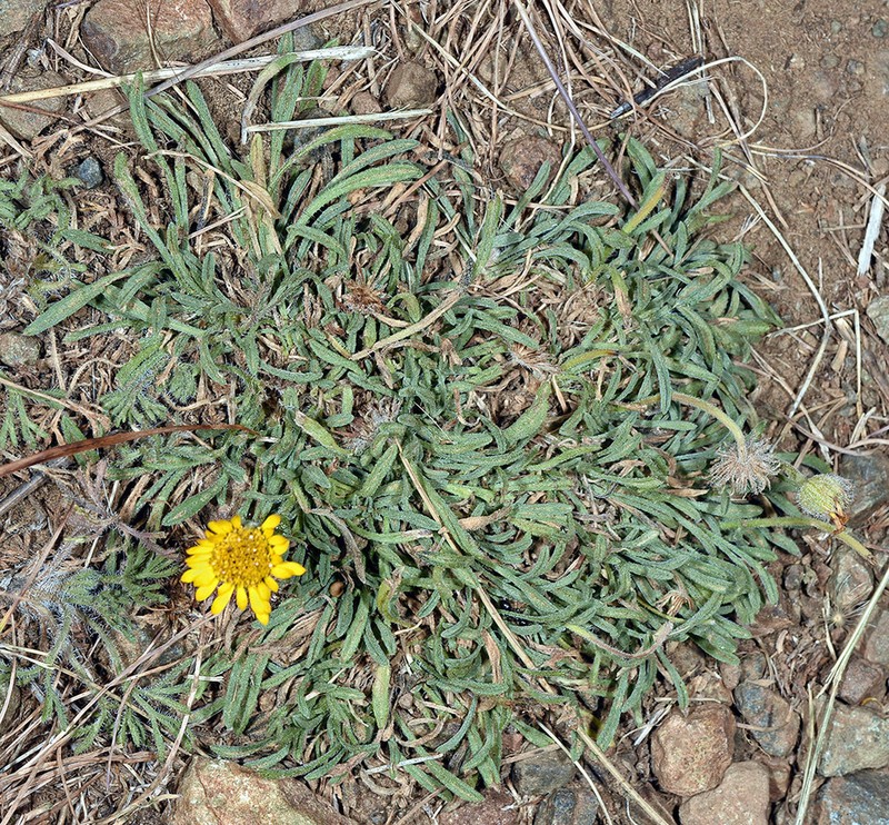 Dwarf Yellow Fleabane photo 7