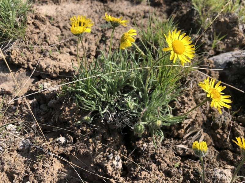 Dwarf Yellow Fleabane photo 8
