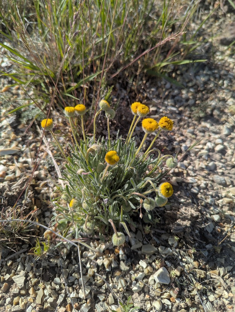 Sagebrush Fleabane