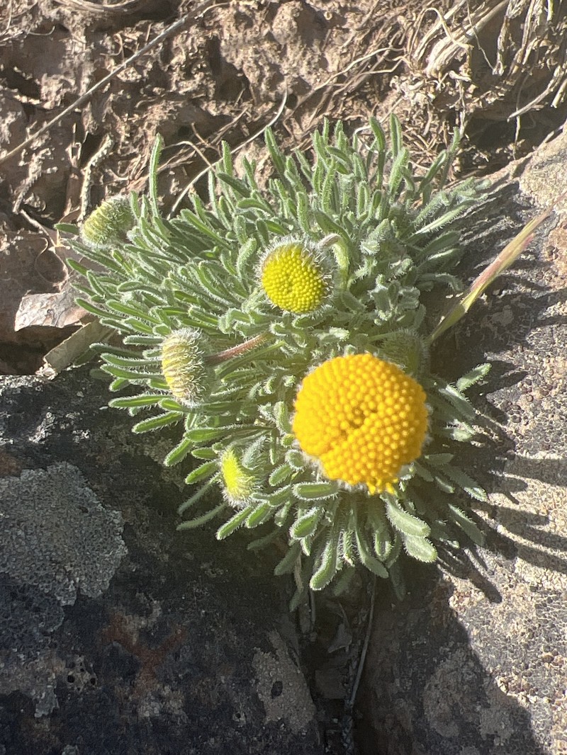 Sagebrush Fleabane photo 2