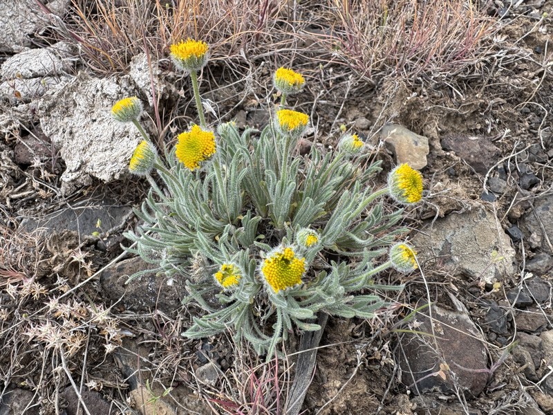 Sagebrush Fleabane photo 3