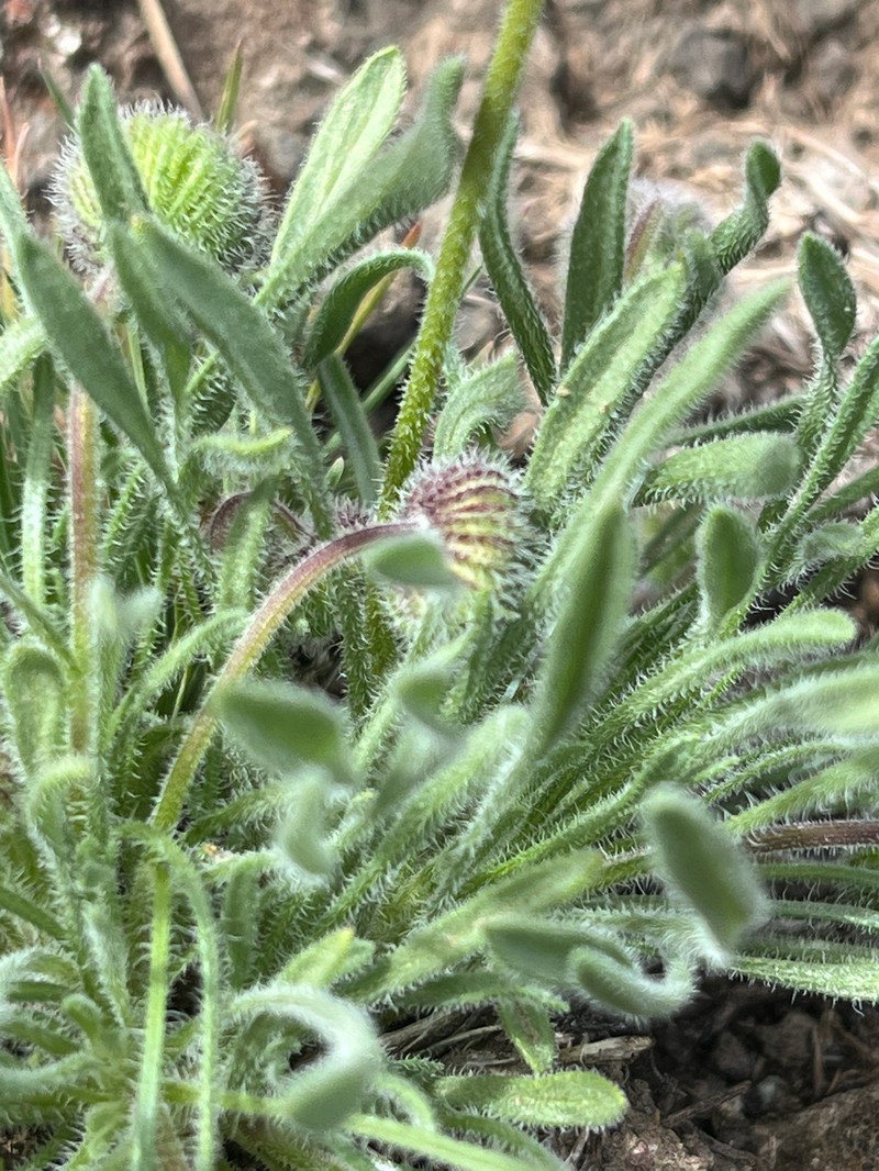 Sagebrush Fleabane photo 4
