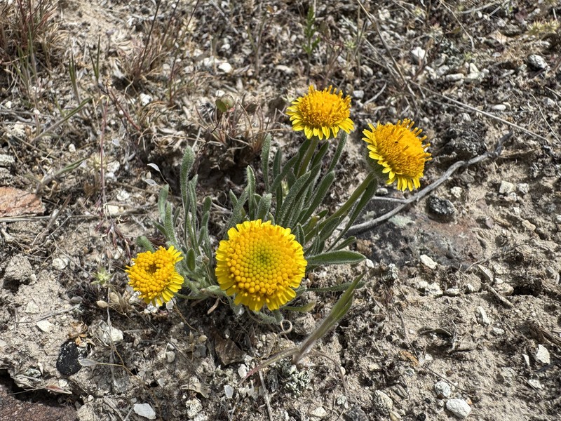 Sagebrush Fleabane photo 5