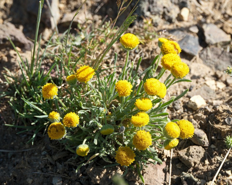 Sagebrush Fleabane photo 6