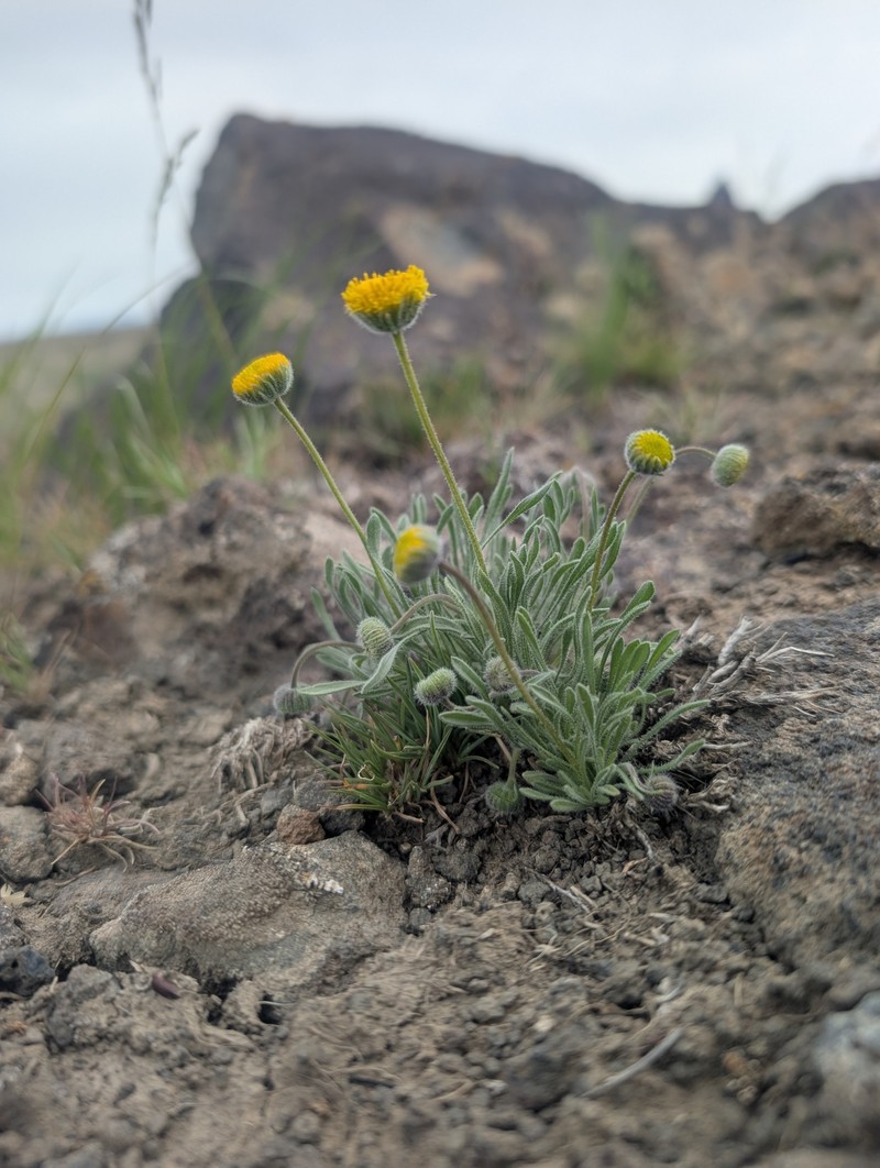 Sagebrush Fleabane photo 7