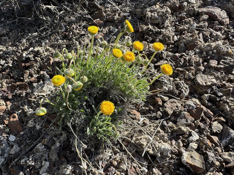 Sagebrush Fleabane photo 8