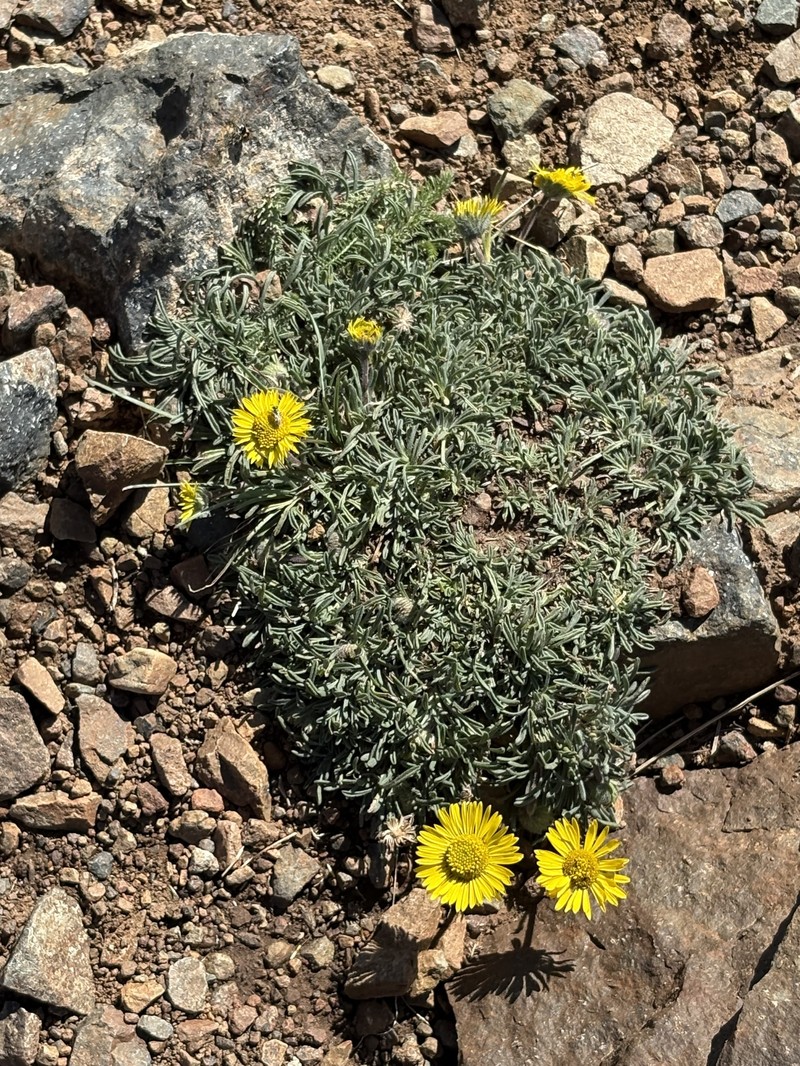 Erigeron chrysopsidis var. brevifolius photo 2