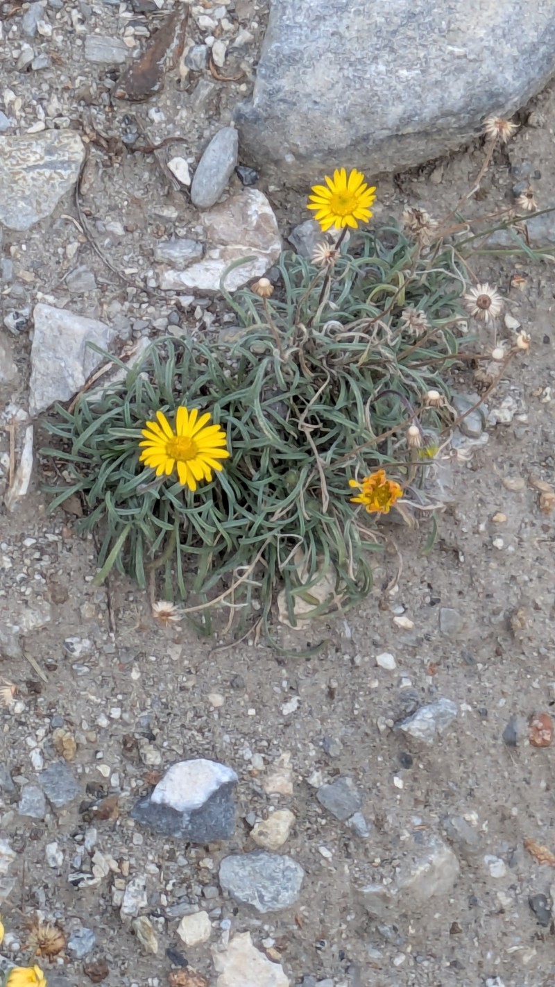 Erigeron chrysopsidis var. brevifolius photo 3
