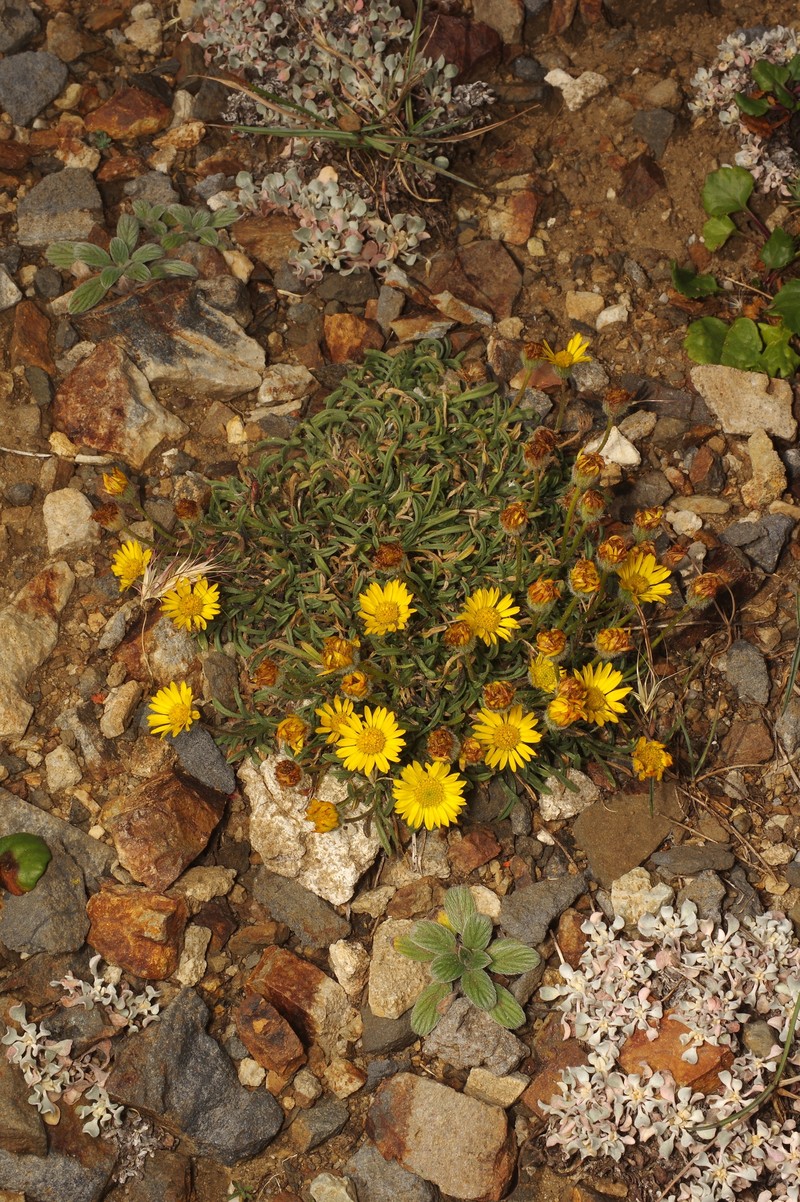 Erigeron chrysopsidis var. brevifolius photo 4
