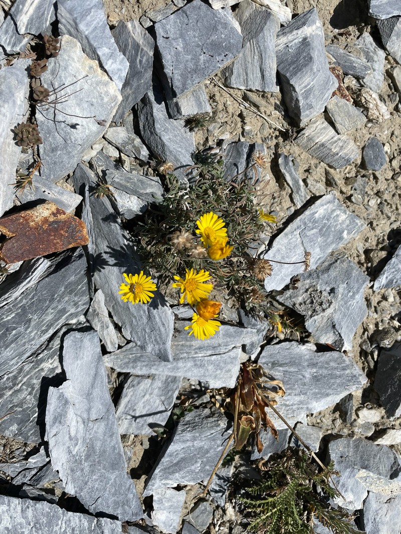 Erigeron chrysopsidis var. brevifolius photo 5