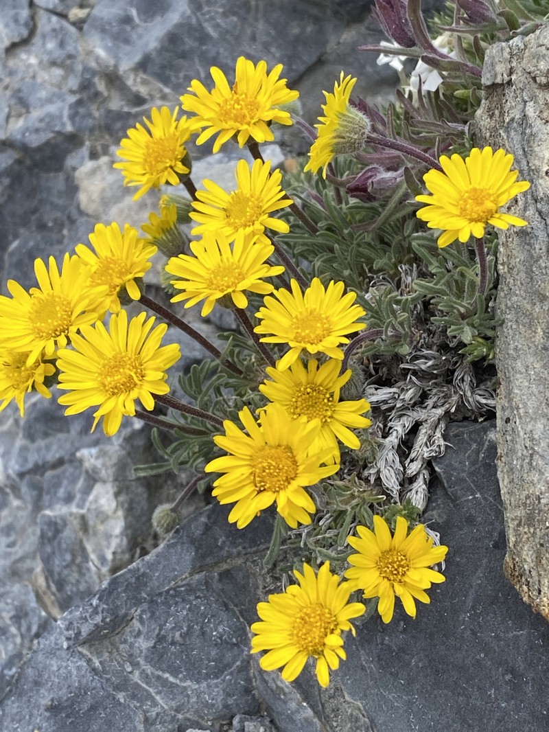Erigeron chrysopsidis var. brevifolius photo 6