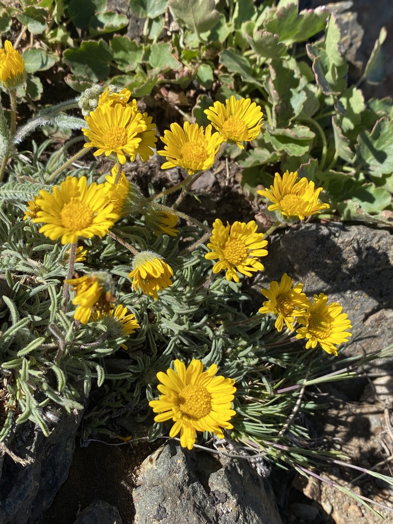 Erigeron chrysopsidis var. brevifolius photo 7