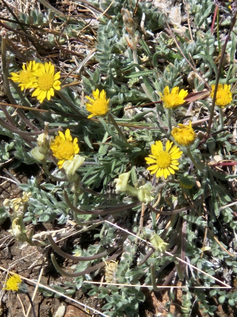 Erigeron chrysopsidis var. brevifolius photo 8