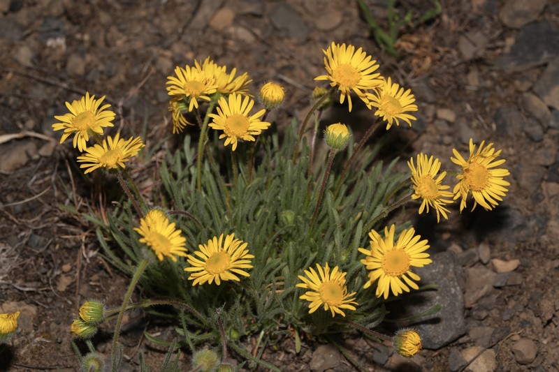 Erigeron chrysopsidis var. chrysopsidis