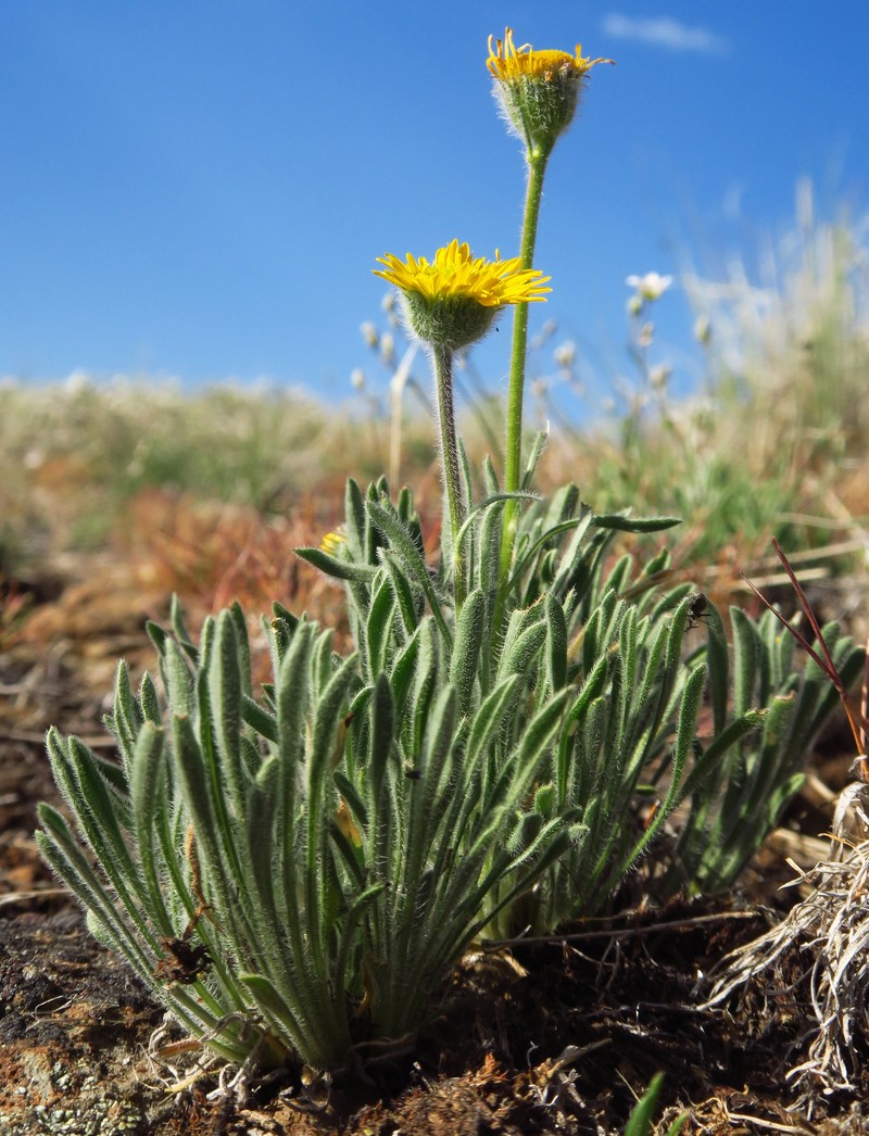Erigeron chrysopsidis var. chrysopsidis photo 2
