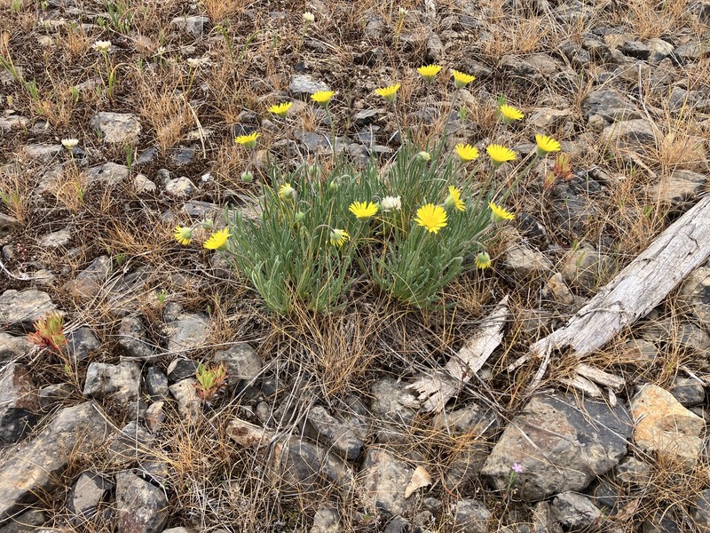 Erigeron chrysopsidis var. chrysopsidis photo 3