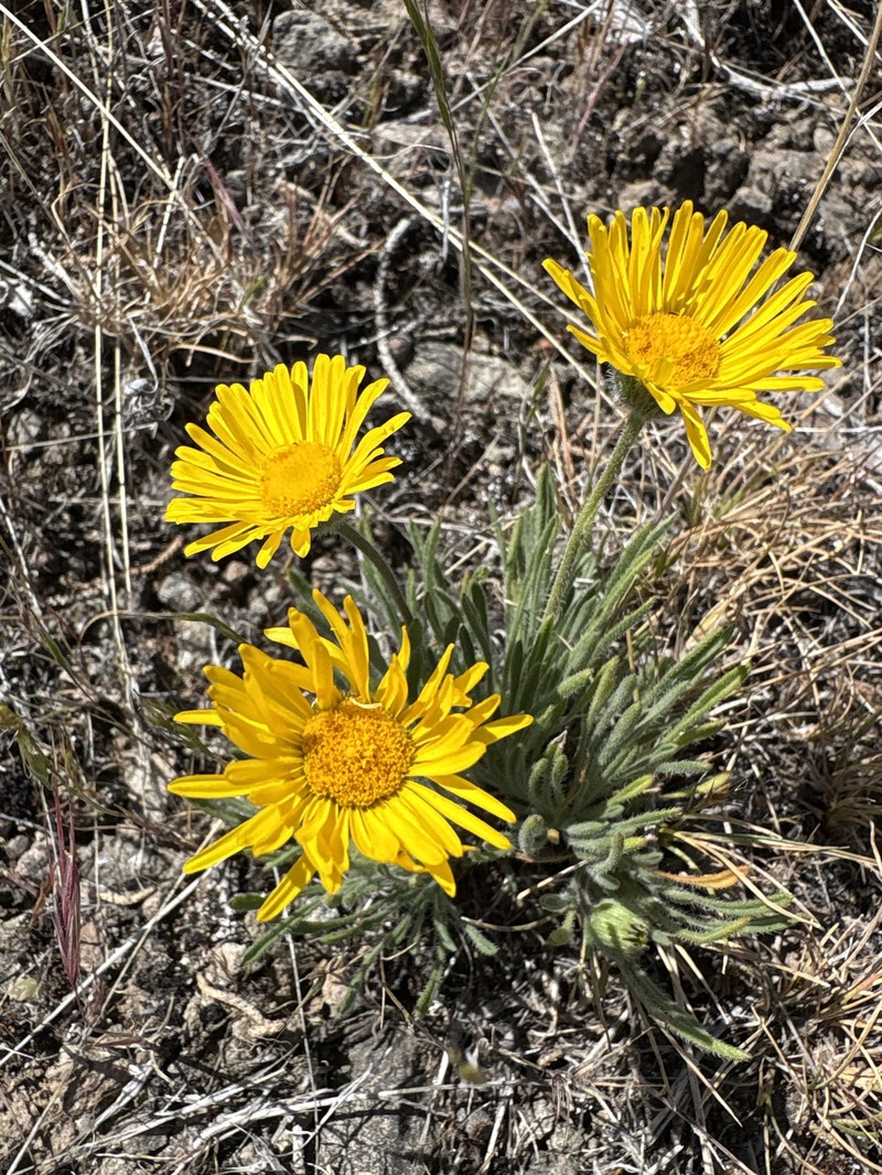 Erigeron chrysopsidis var. chrysopsidis photo 4