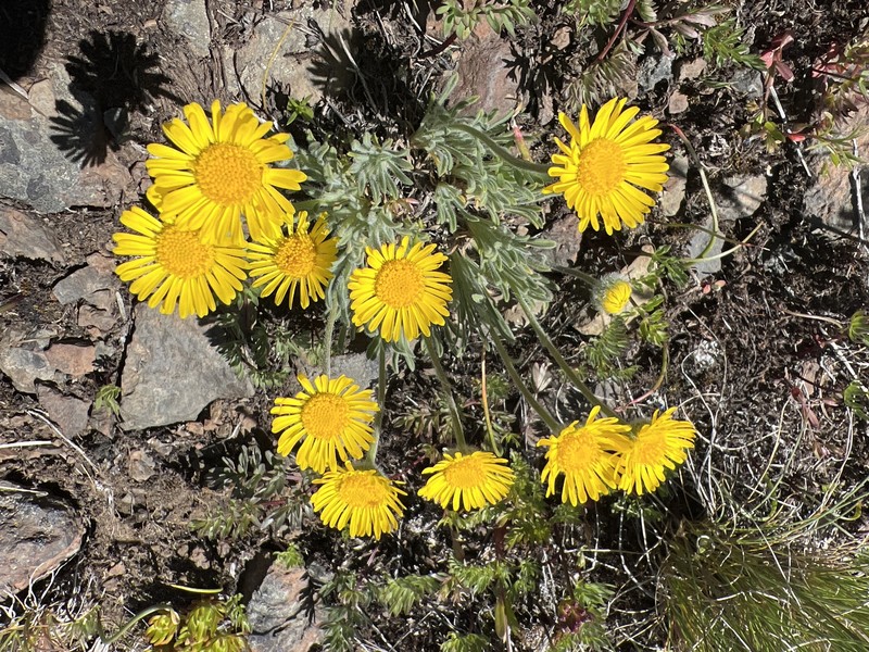 Erigeron chrysopsidis var. chrysopsidis photo 5