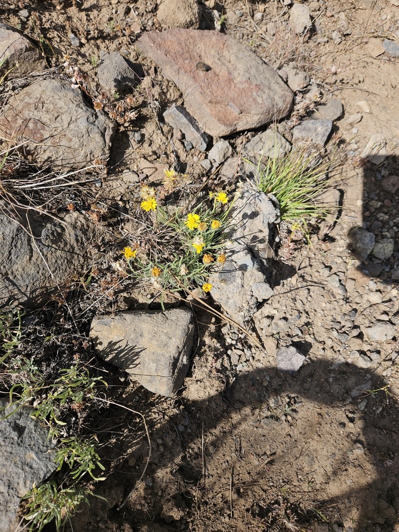Erigeron chrysopsidis var. chrysopsidis photo 7