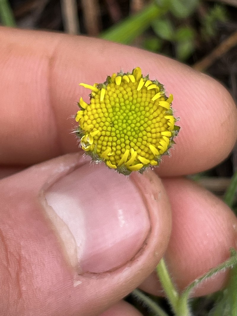Erigeron chrysopsidis var. chrysopsidis photo 8