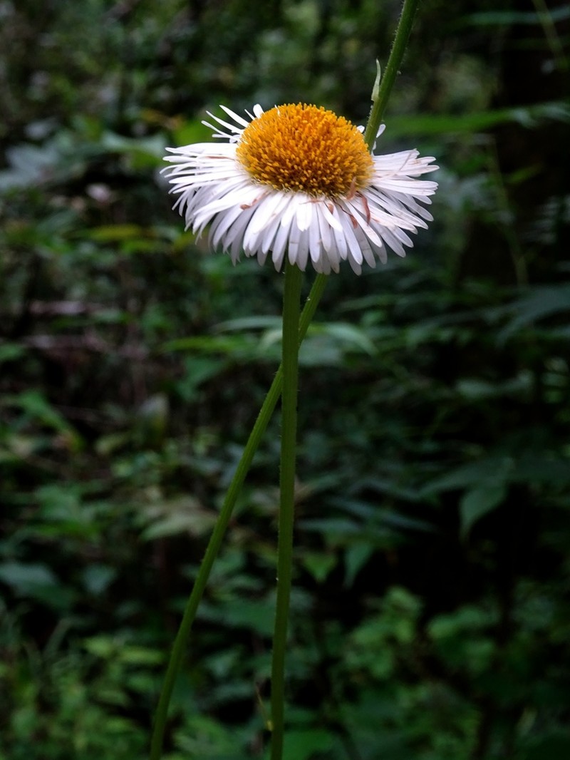 Erigeron cieloensis