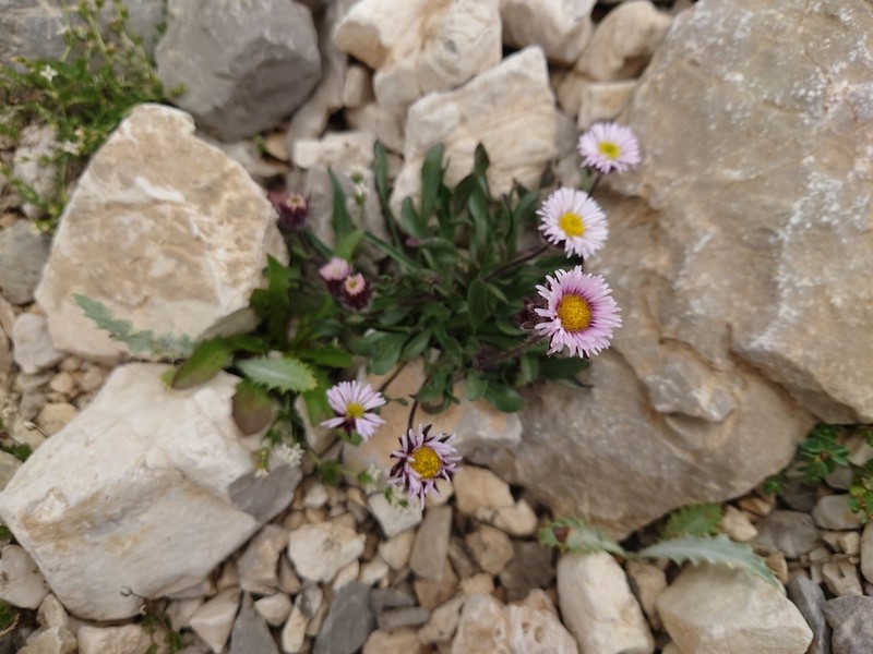 Erigeron cilicicus