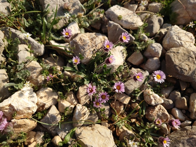 Erigeron cilicicus photo 2