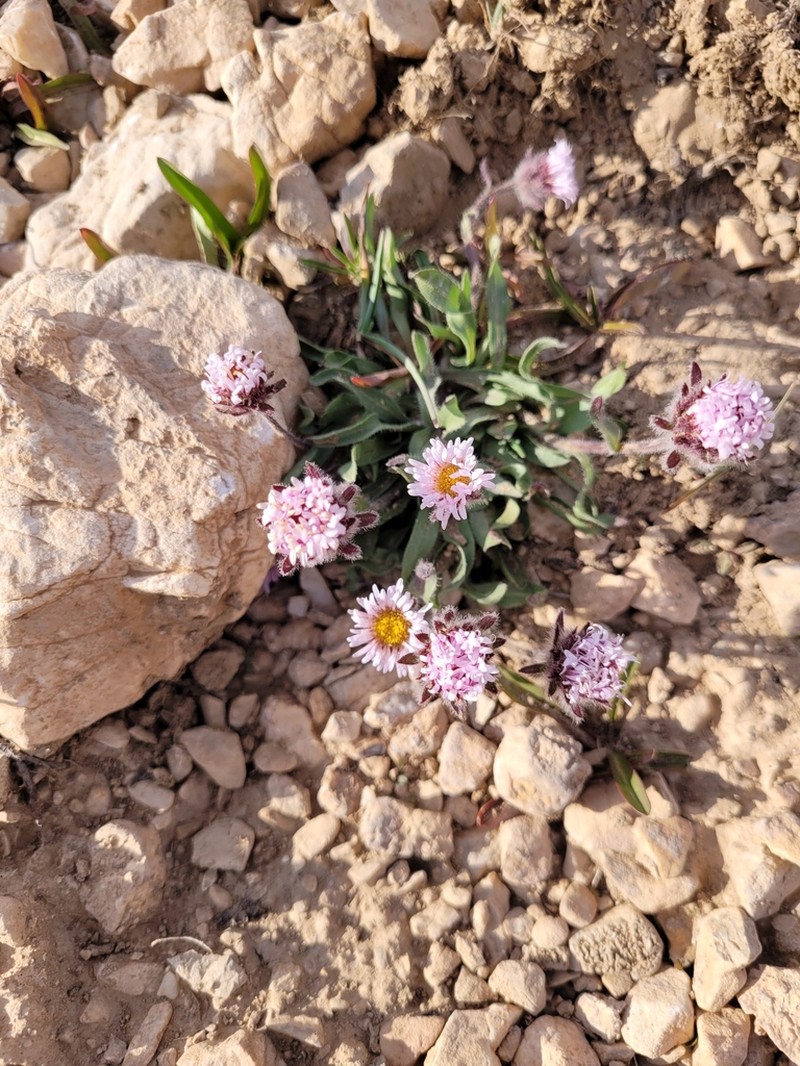 Erigeron cilicicus photo 3