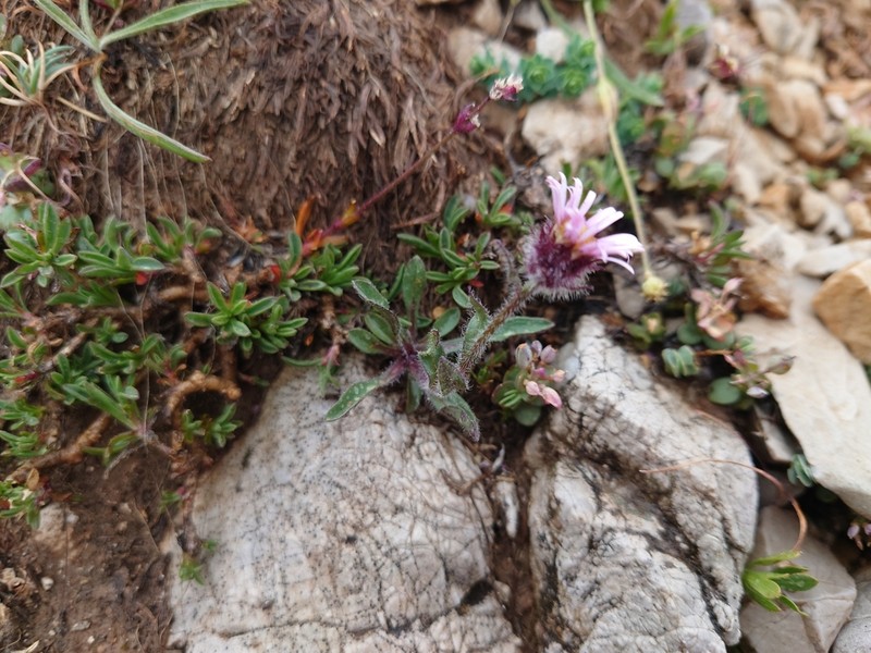 Erigeron cilicicus photo 4