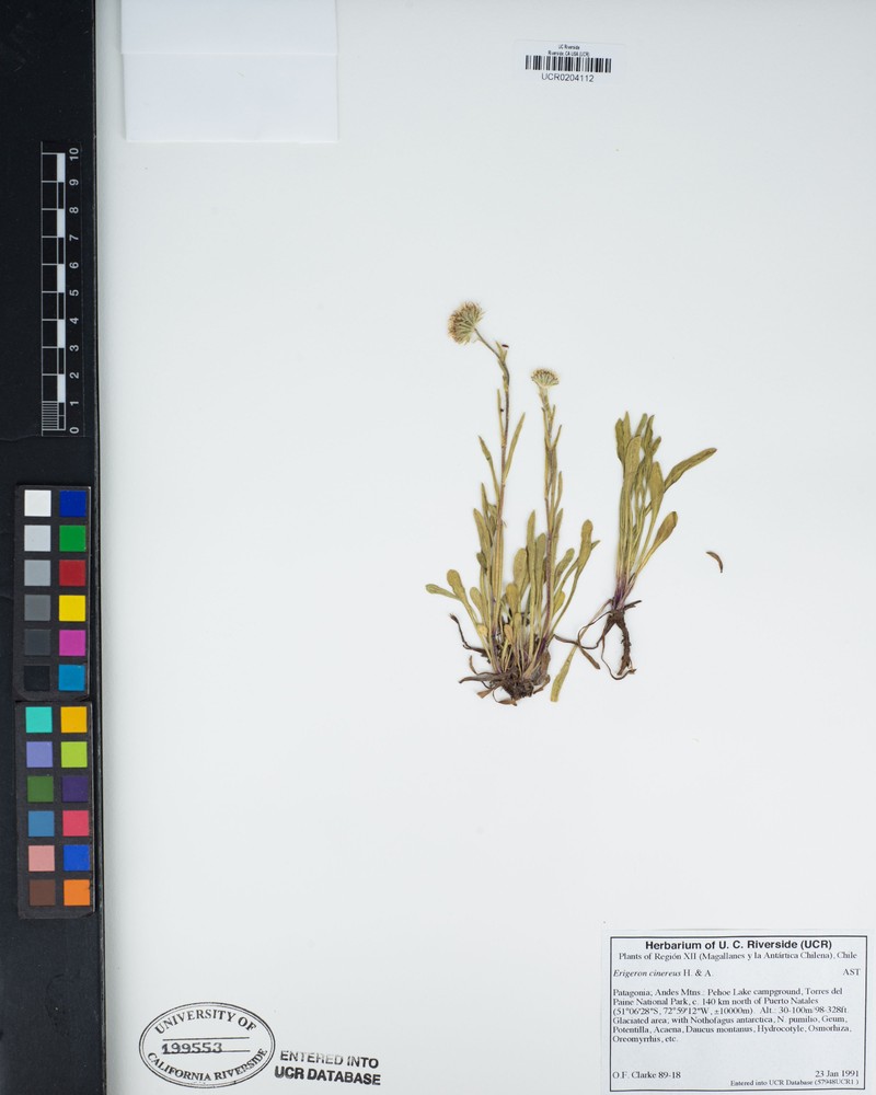 Erigeron cinereus